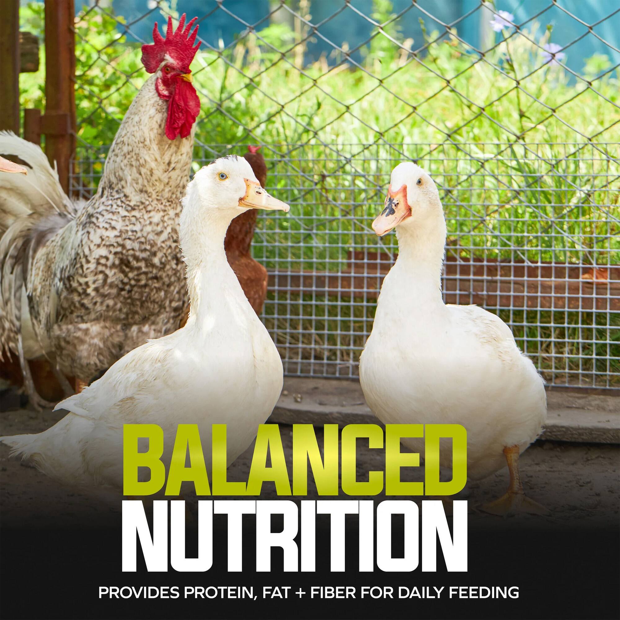 BALANCED NUTRITION PROVIDES PROTEIN, FAT + FIBER FOR DAILY FEEDING