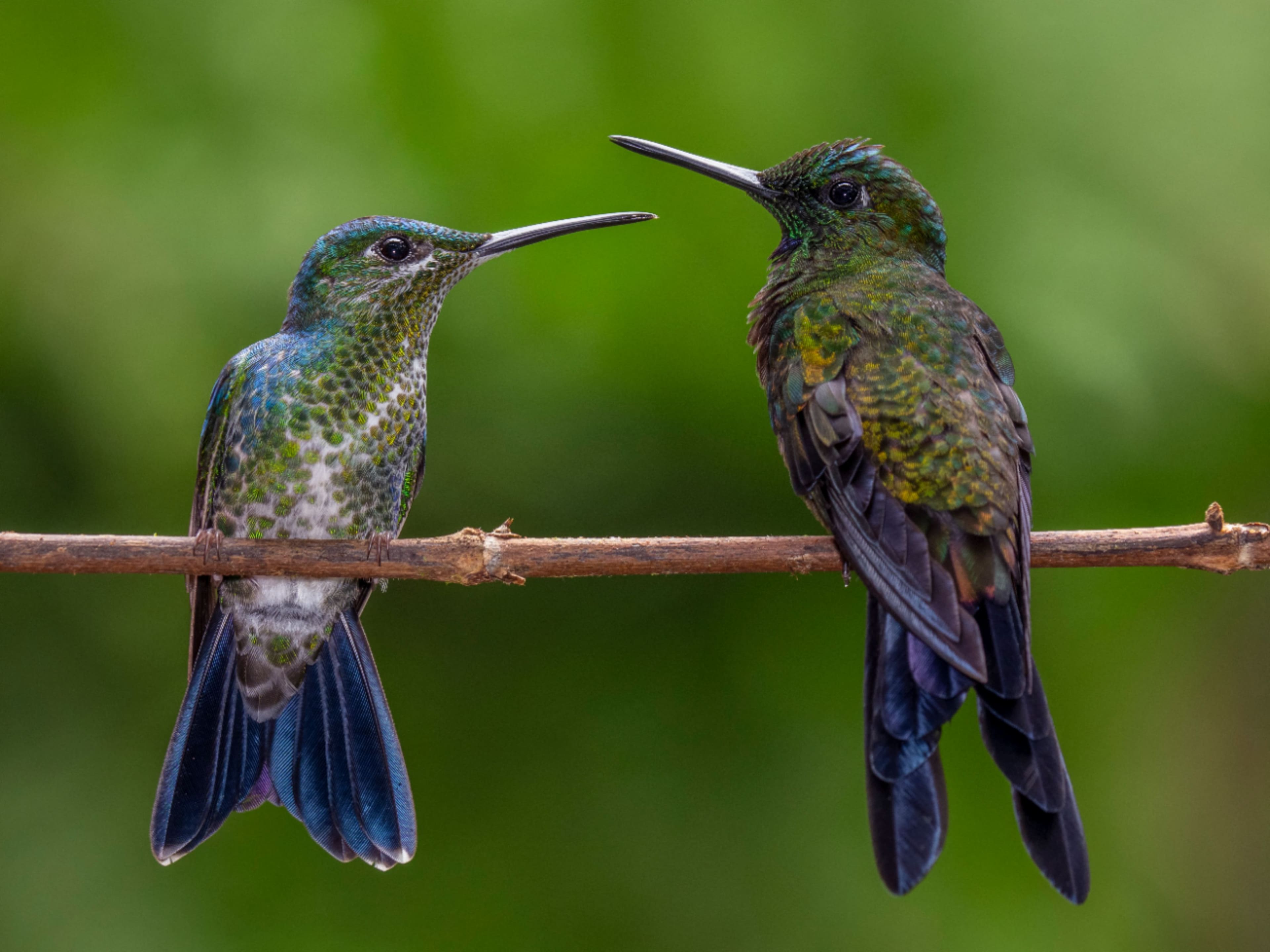 Alt View 13. Panasonic - Lumix G VARIO 100-300mm f/4.0-5.6 POWER O.I.S.Telephoto Zoom Lens - H-FSA100300.