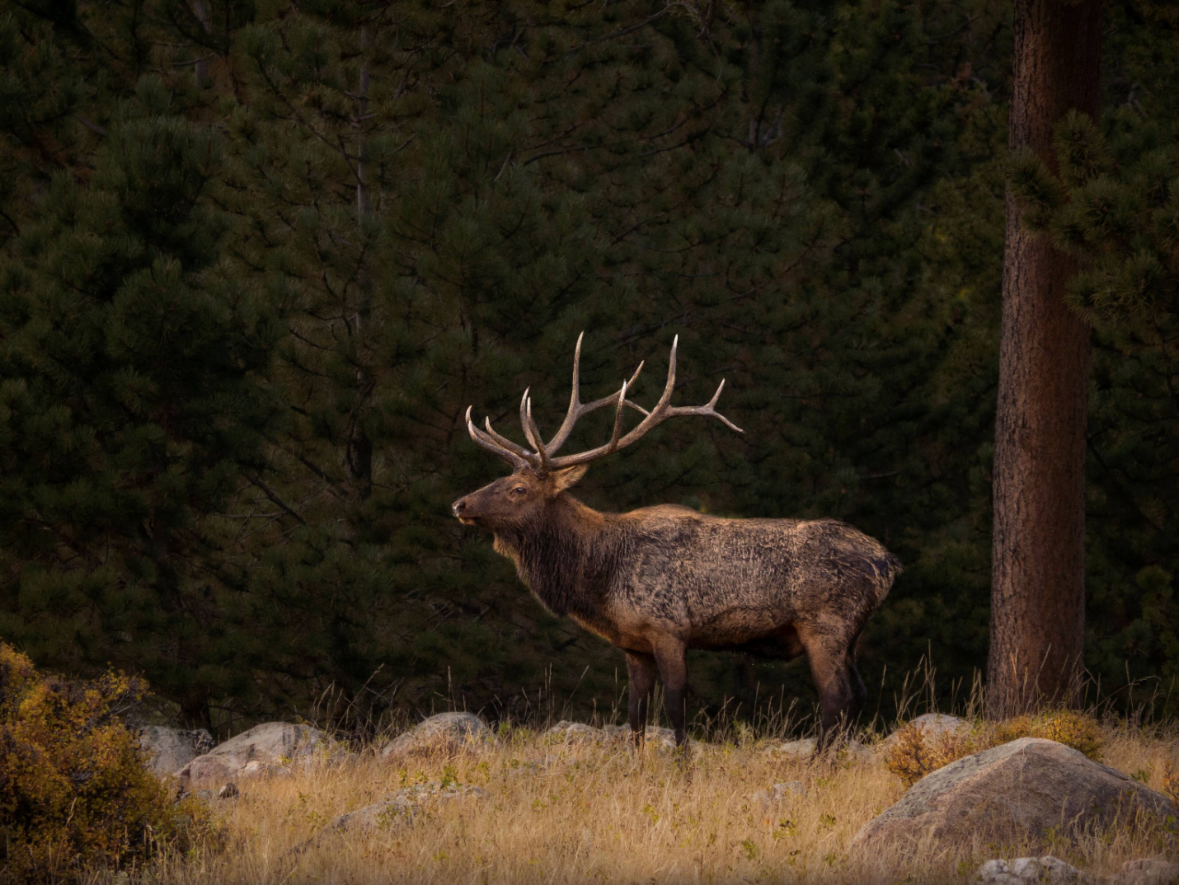 Alt View 14. Panasonic - Lumix G VARIO 100-300mm f/4.0-5.6 POWER O.I.S.Telephoto Zoom Lens - H-FSA100300.