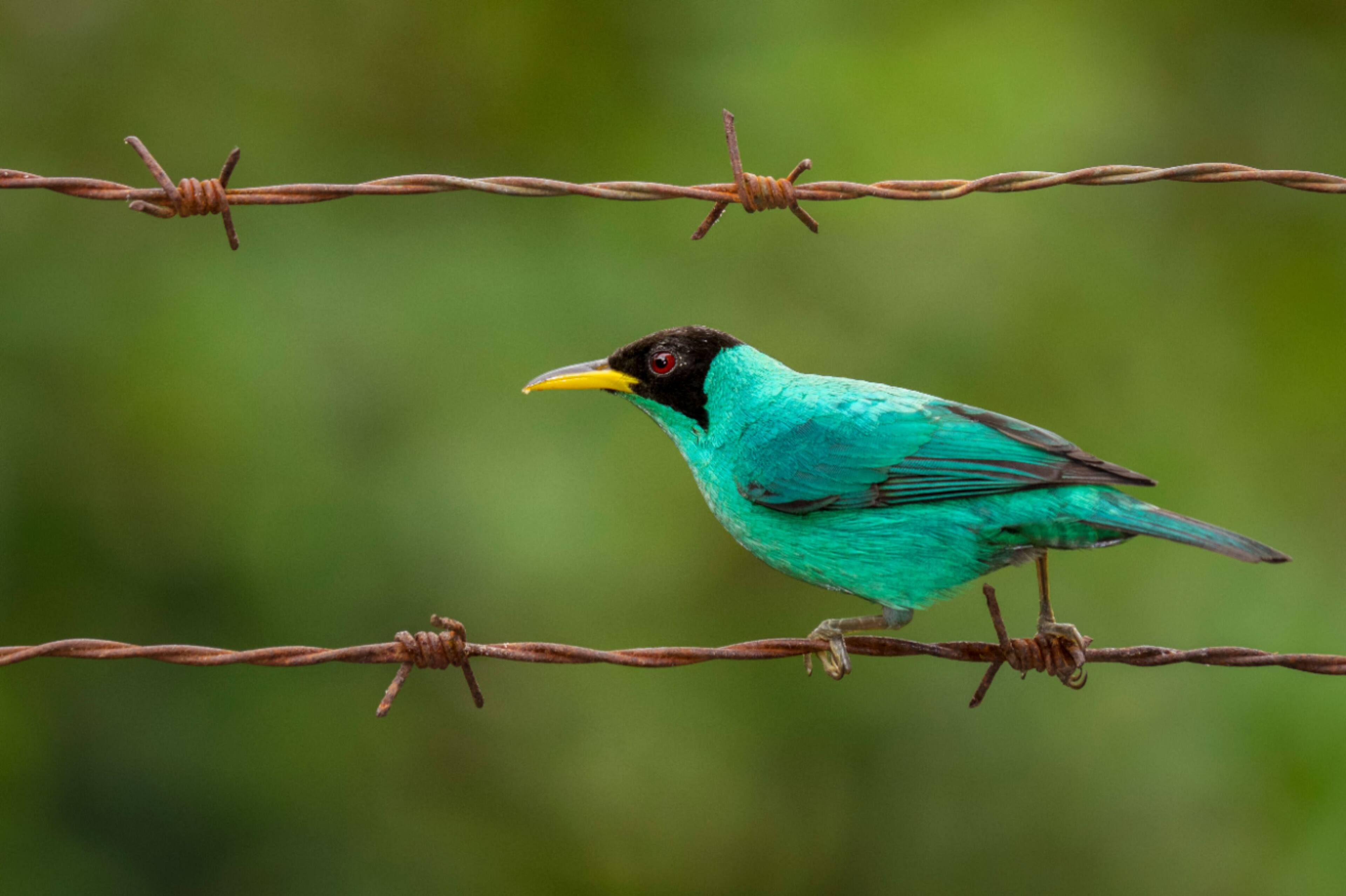 Alt View 15. Panasonic - Lumix G VARIO 100-300mm f/4.0-5.6 POWER O.I.S.Telephoto Zoom Lens - H-FSA100300.