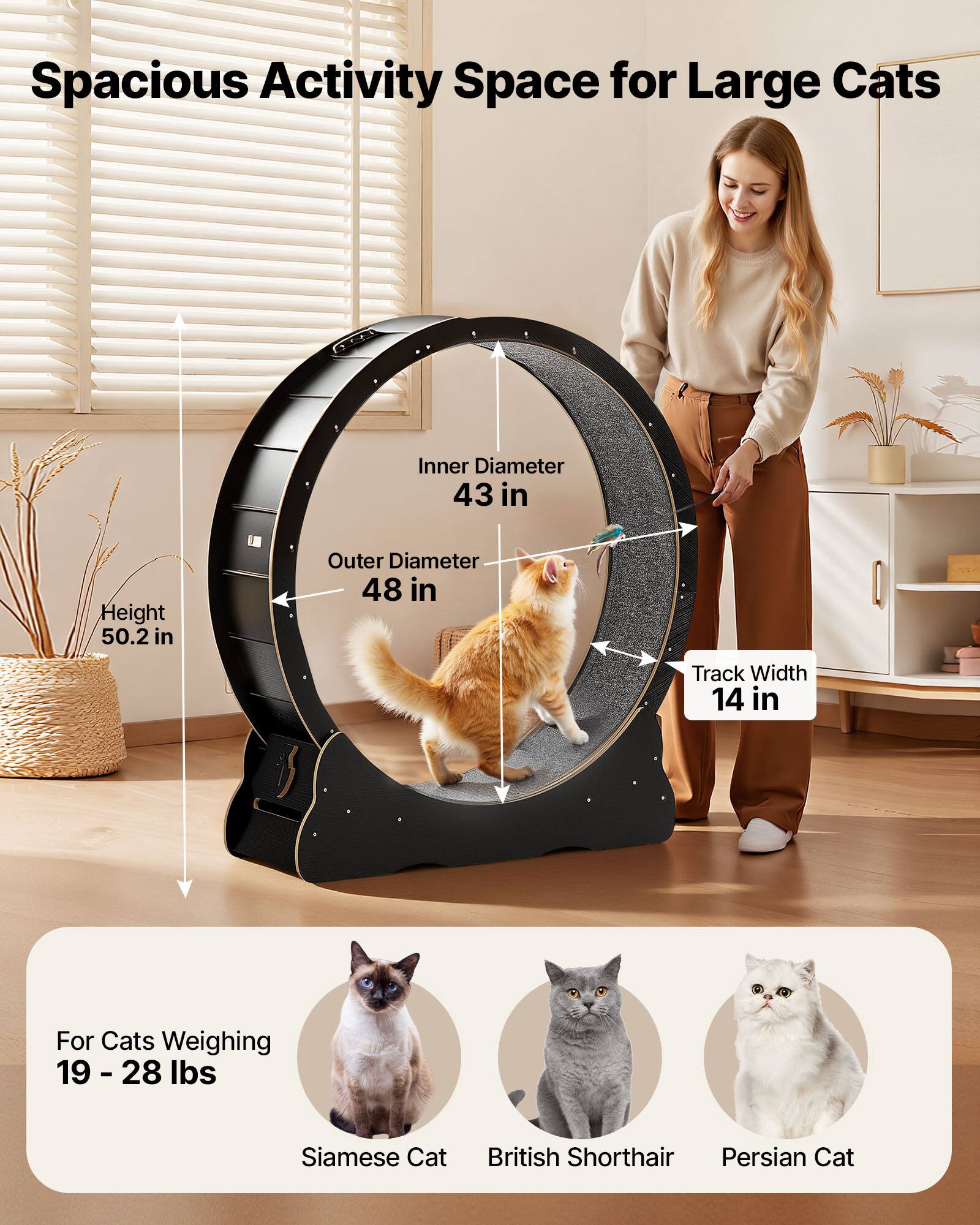 Spacious Activity Space for Large Cats

- Inner Diameter: 43 in
- Height: 50.2 in
- Outer Diameter: 48 in
- Track Width: 14 in

For Cats Weighing 19 - 28 lbs

- Siamese Cat
- British Shorthair
- Persian Cat