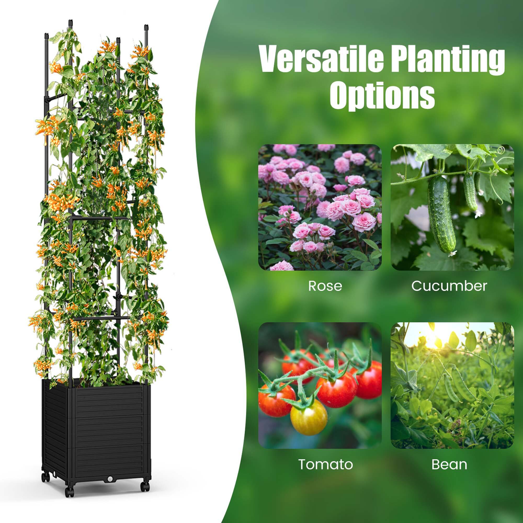Versatile Planting Options: Rose, Cucumber, Tomato, Bean