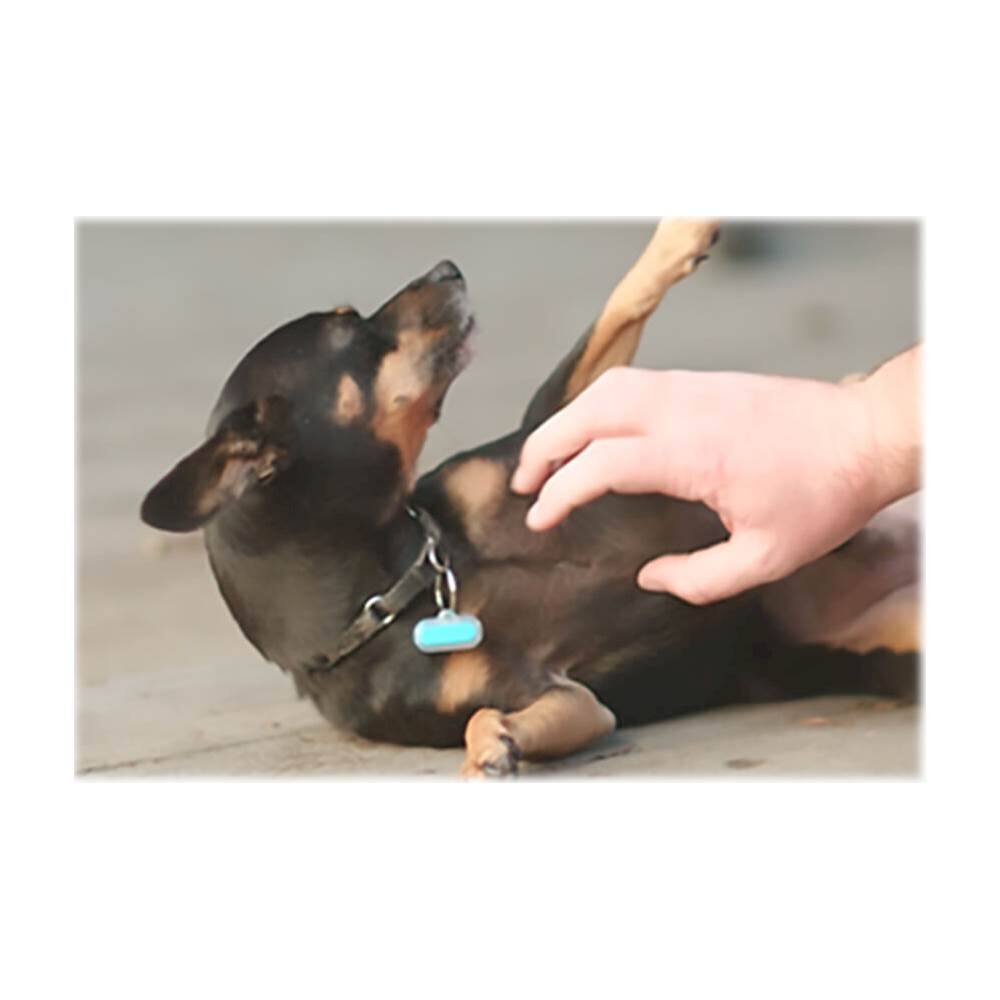 Alt View 12. Bean Pet Activity Tracker - Blue.