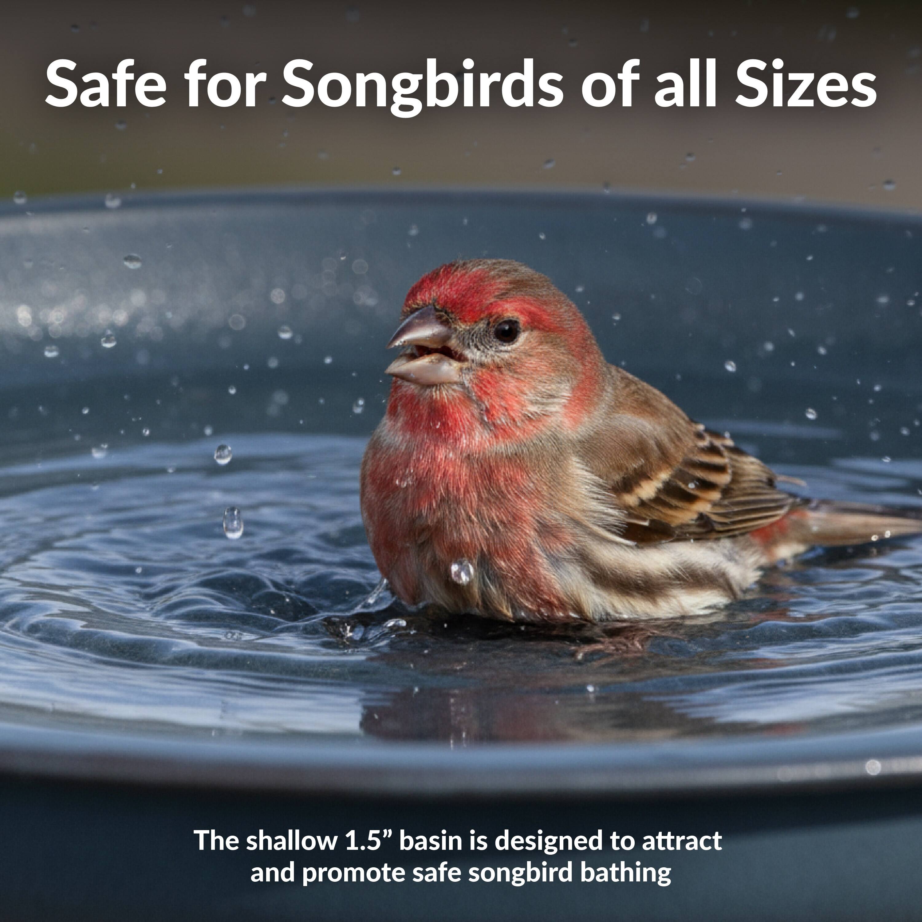 Safe for Songbirds of all Sizes

The shallow 1.5" basin is designed to attract and promote safe songbird bathing