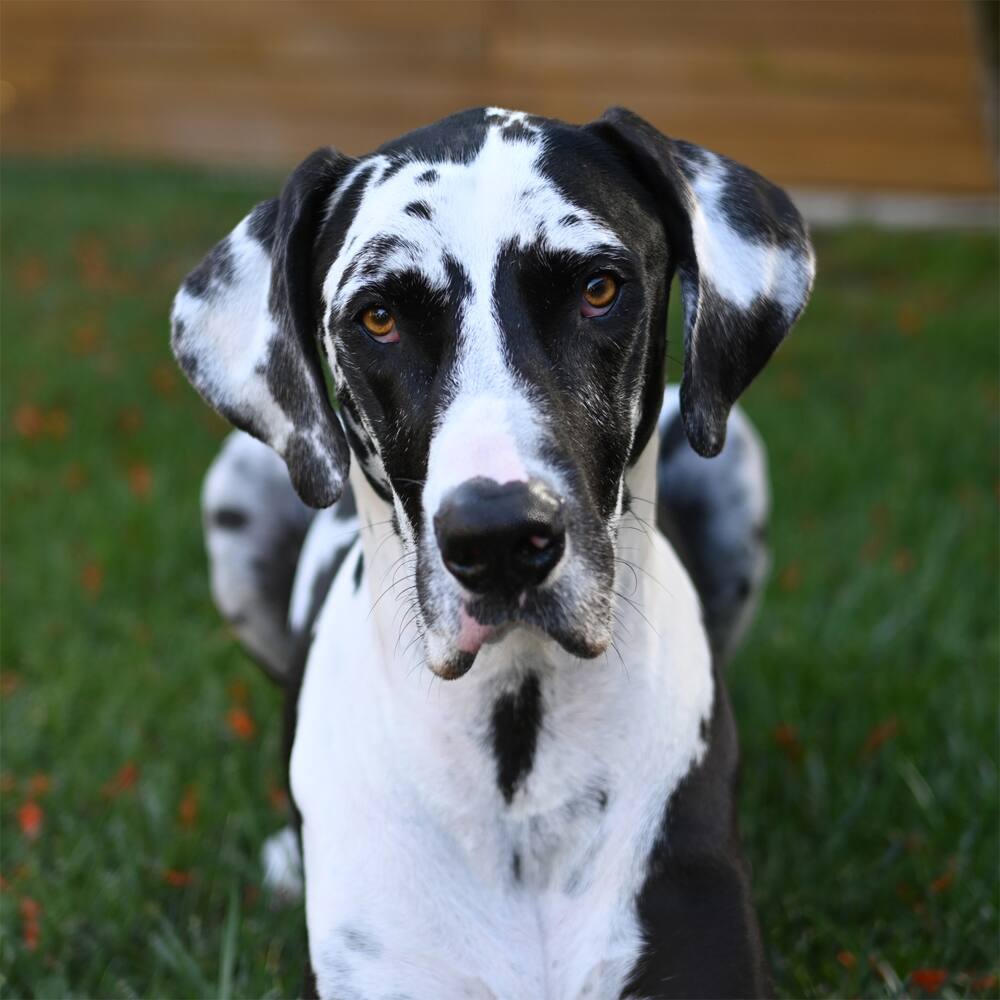 Alt View 5. Nikon - Z30 Mirrorless Camera w/ NIKKOR Z DX 16-50mm VR Lens + 3 Year Extended Warranty.