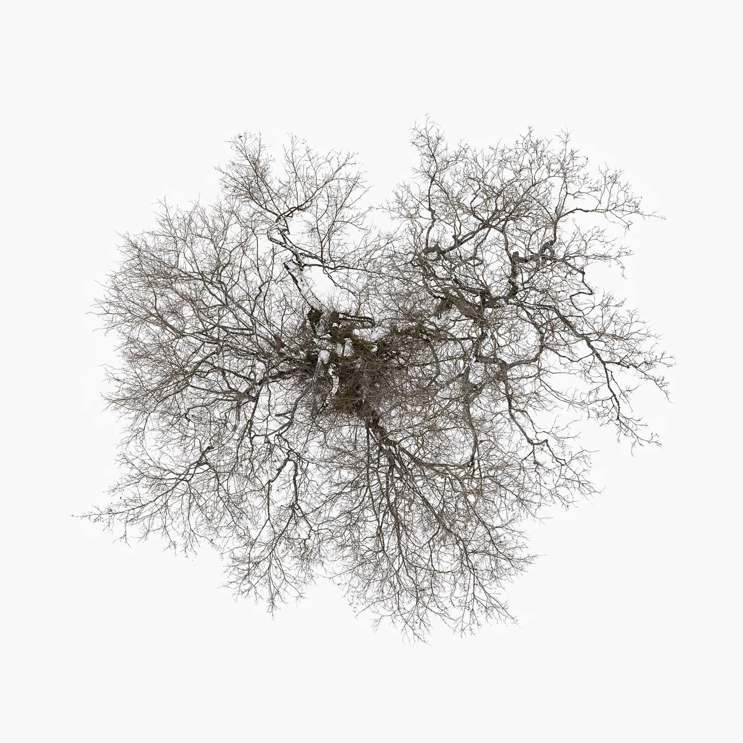 John Metcalfe - Tree  - VINYL LP