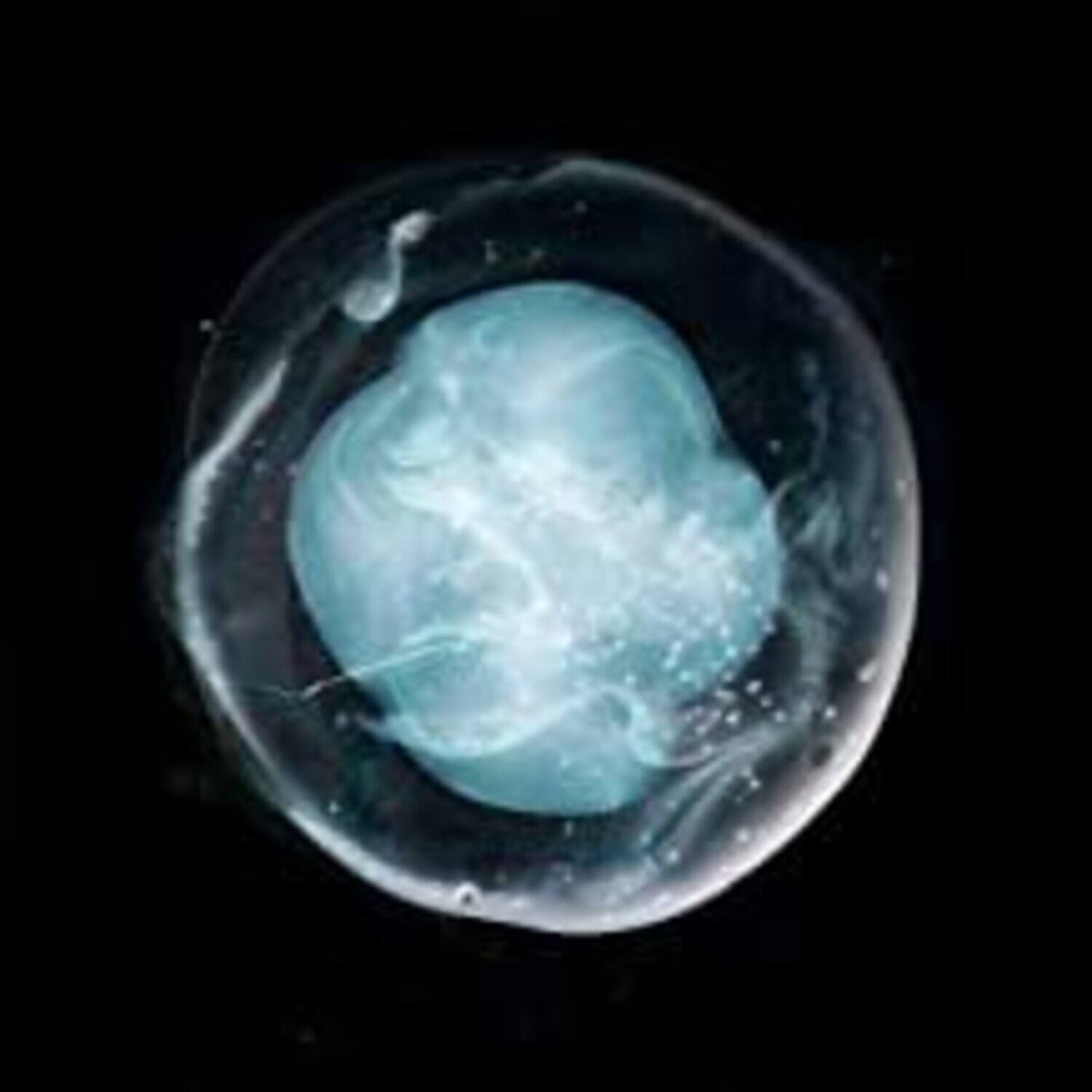 Front. A Winged Victory for the Sullen - Undivided Five   - COMPACT DISCS.