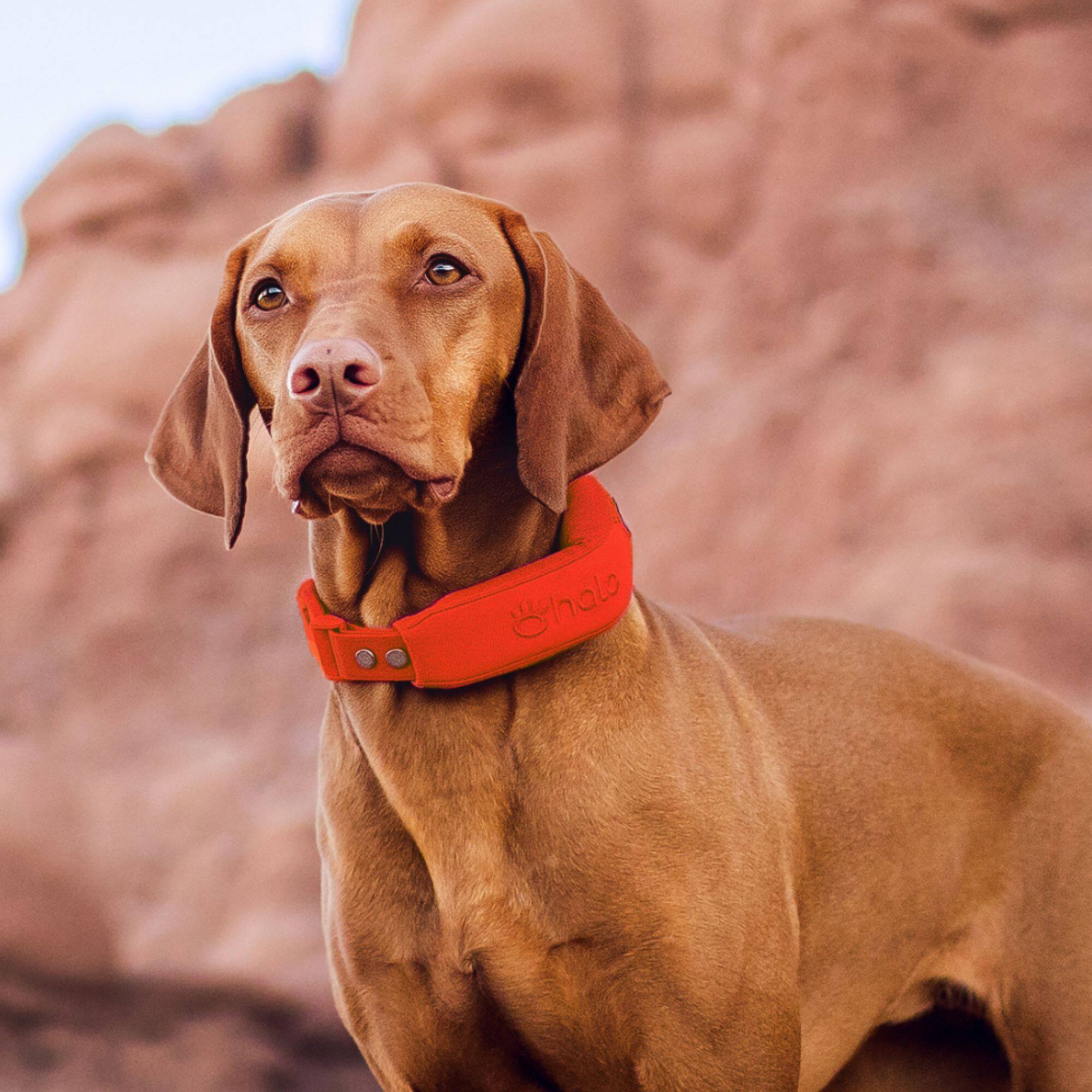 Alt View 2. HALO - Halo Collar 5, New Wireless Dog Fence & GPS Dog Collar, Subscription Required, Waterproof, One Size (5 colors) - Graphite.