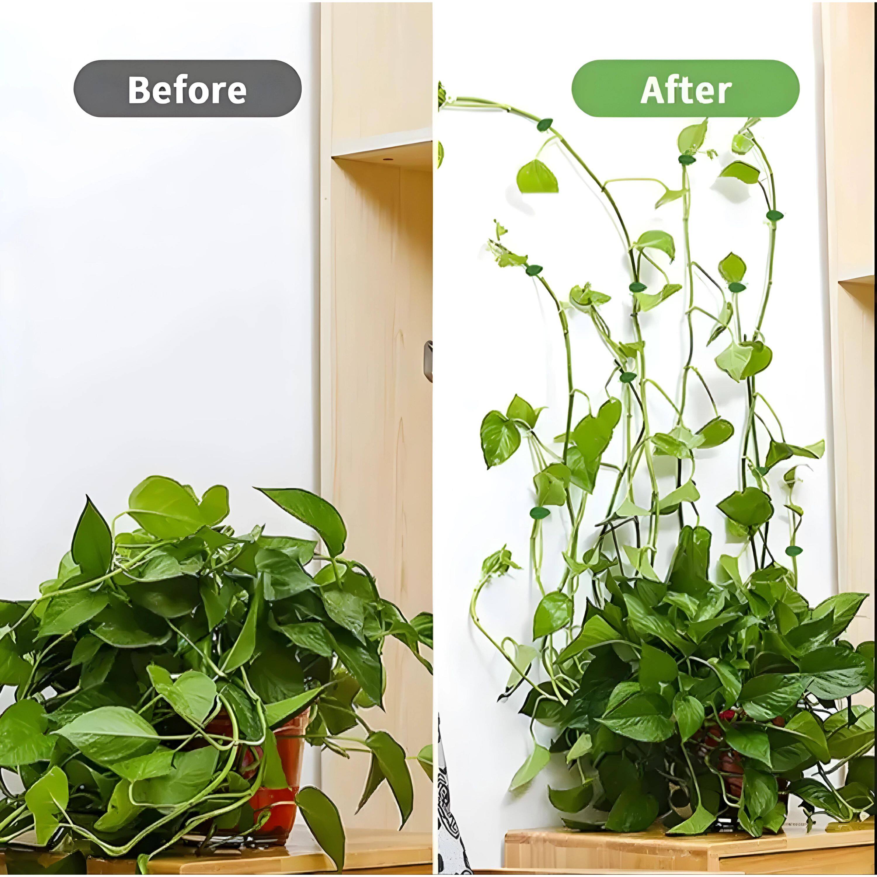 Before After