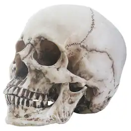 Pacific Trading - Two Piece Human Skull Head Halloween Figurine 6 inch - Beige