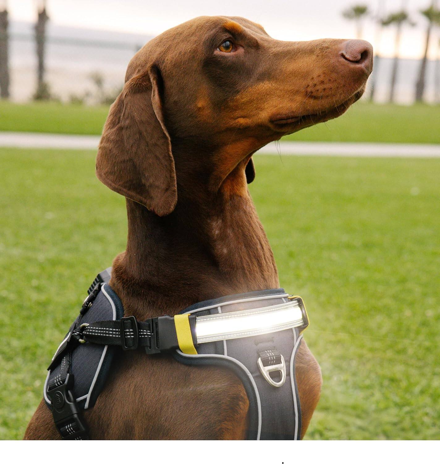 Alt View 4. Lumi Pawtners - Lumi One LED Dog Harness Black - Black.