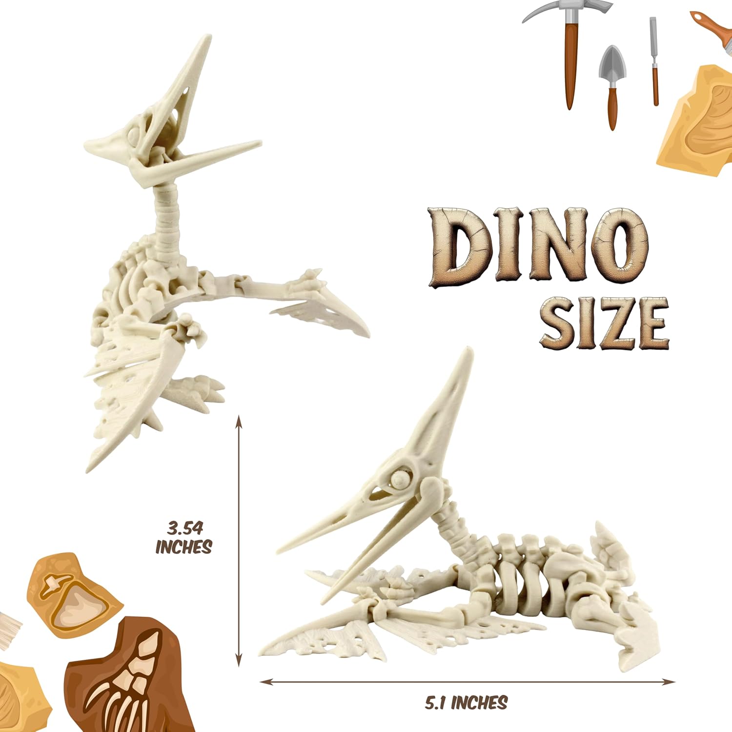 DINO SIZE  
3.54 INCHES  
5.1 INCHES