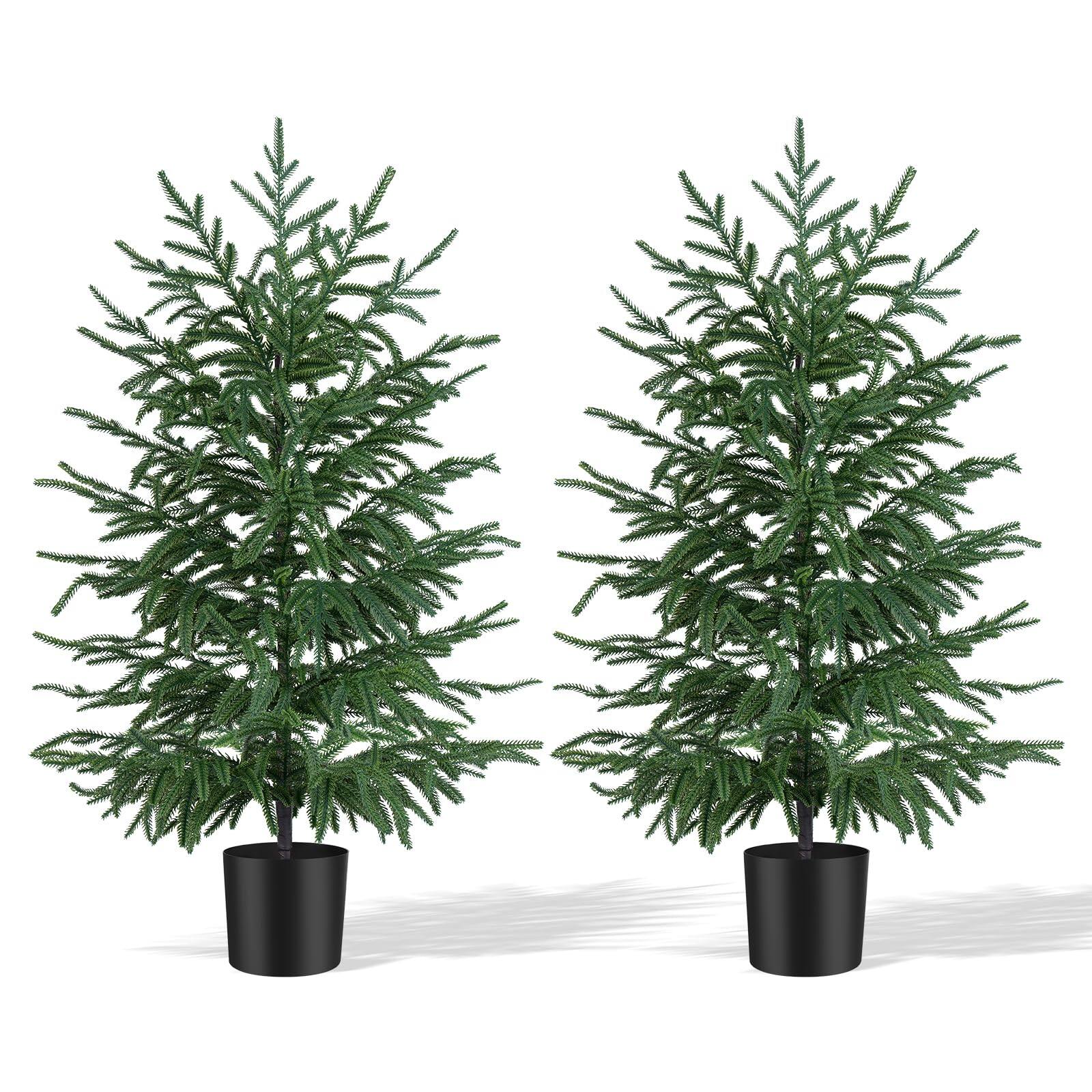 2 Pack Norfolk Pine Tree 3ft