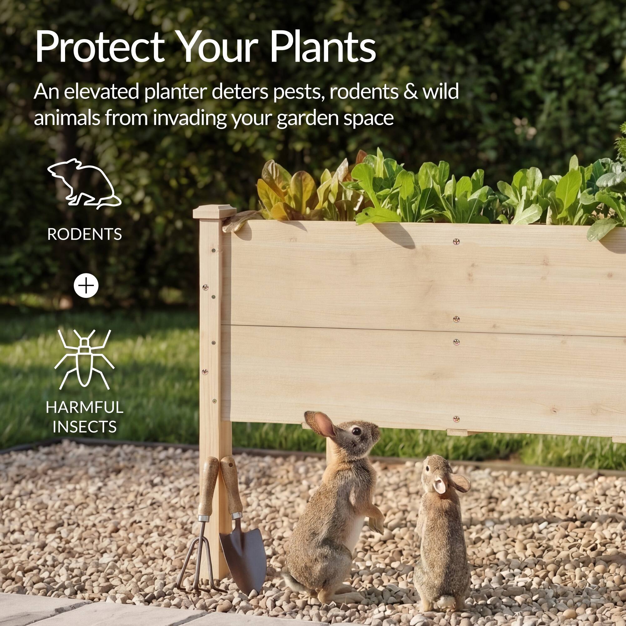 Protect Your Plants

An elevated planter deters pests, rodents & wild animals from invading your garden space

RODENTS + HARMFUL INSECTS