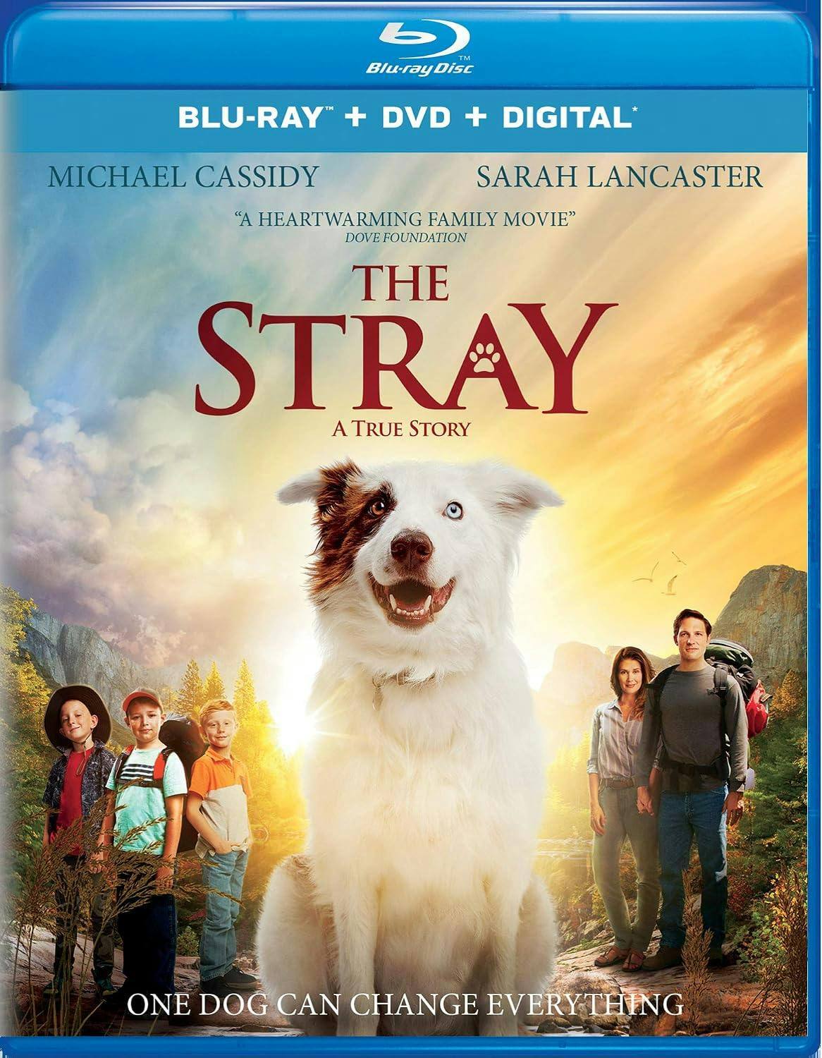The Stray (DVD) [Blu-ray] [Standard]