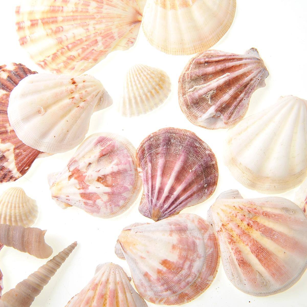 Alt View 5. JuzToys - Bag Of 100 Shells, Mixed Beach Sea Shells For Decoration - Multicolored.