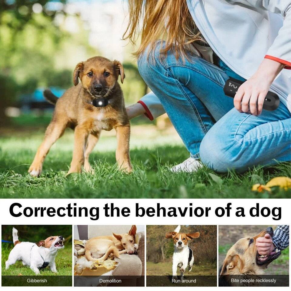 Correcting the behavior of a dog

- Gibberish
- Demolition
- Run around
- Bite people recklessly