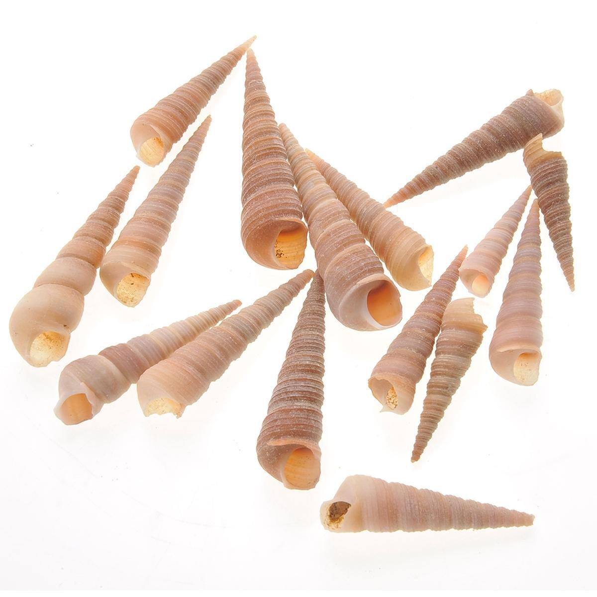 Back. JuzToys - Bag Of 100 Shells, Mixed Beach Sea Shells For Decoration - Multicolored.