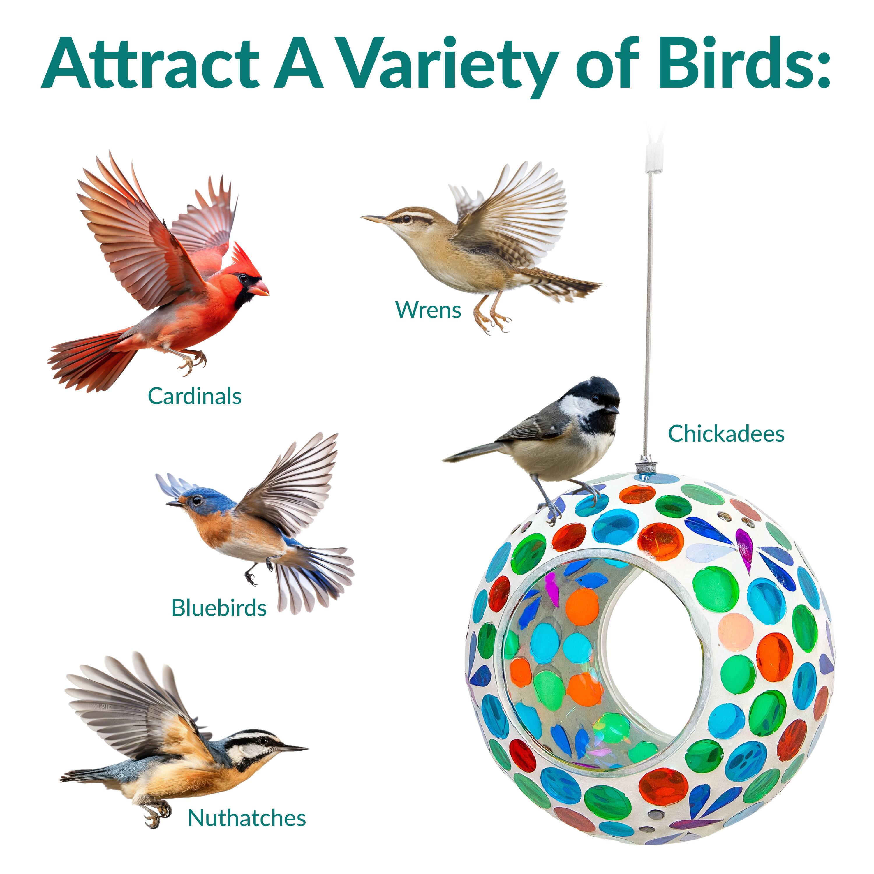 Attract A Variety of Birds:

- Cardinals
- Wrens
- Bluebirds
- Chickadees
- Nuthatches