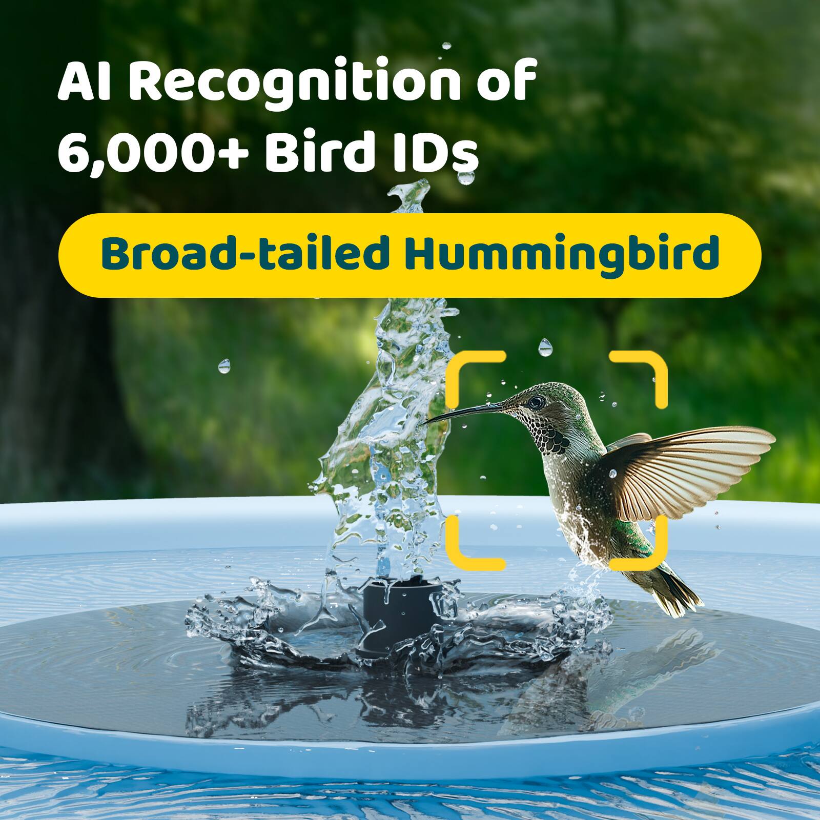 AI Recognition of 6,000+ Bird IDs: Broad-tailed Hummingbird