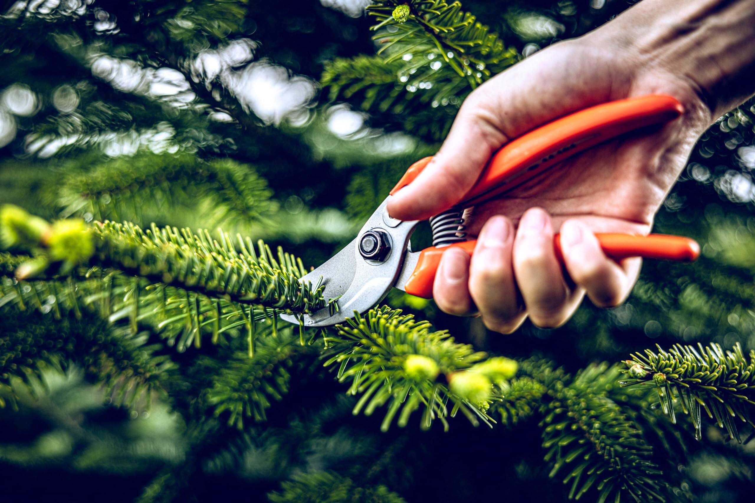 Left. JETRANSPORT - Bypass Pruner Garden Tools 14.104 | Use As Pruners  Hedge Trimmer Shears Pruning For Gardening Roses Twigs Bra - Default.