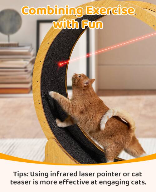 Combining Exercise with Fun

Tips: Using infrared laser pointer or cat teaser is more effective at engaging cats.