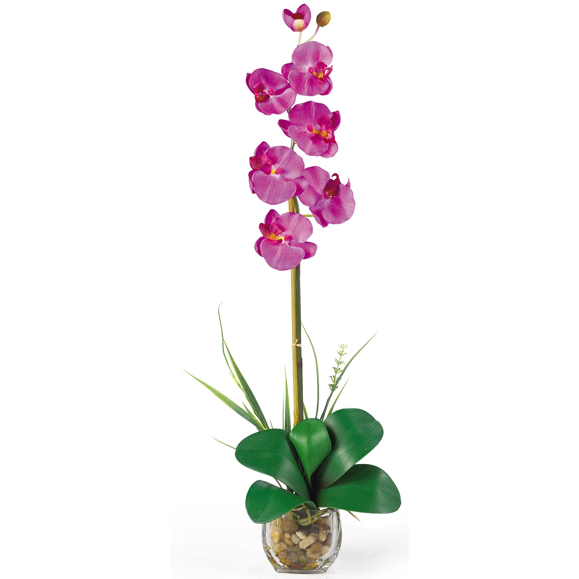 Front. BreeBe - Single Phalaenopsis Liquid Illusion Orchid - Orchid.
