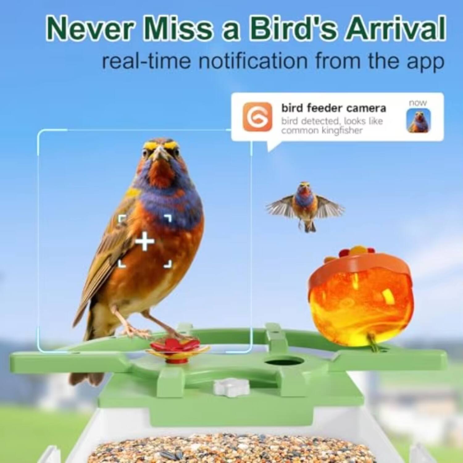 Never Miss a Bird's Arrival  
real-time notification from the app  

bird feeder camera  
bird detected, looks like common kingfisher