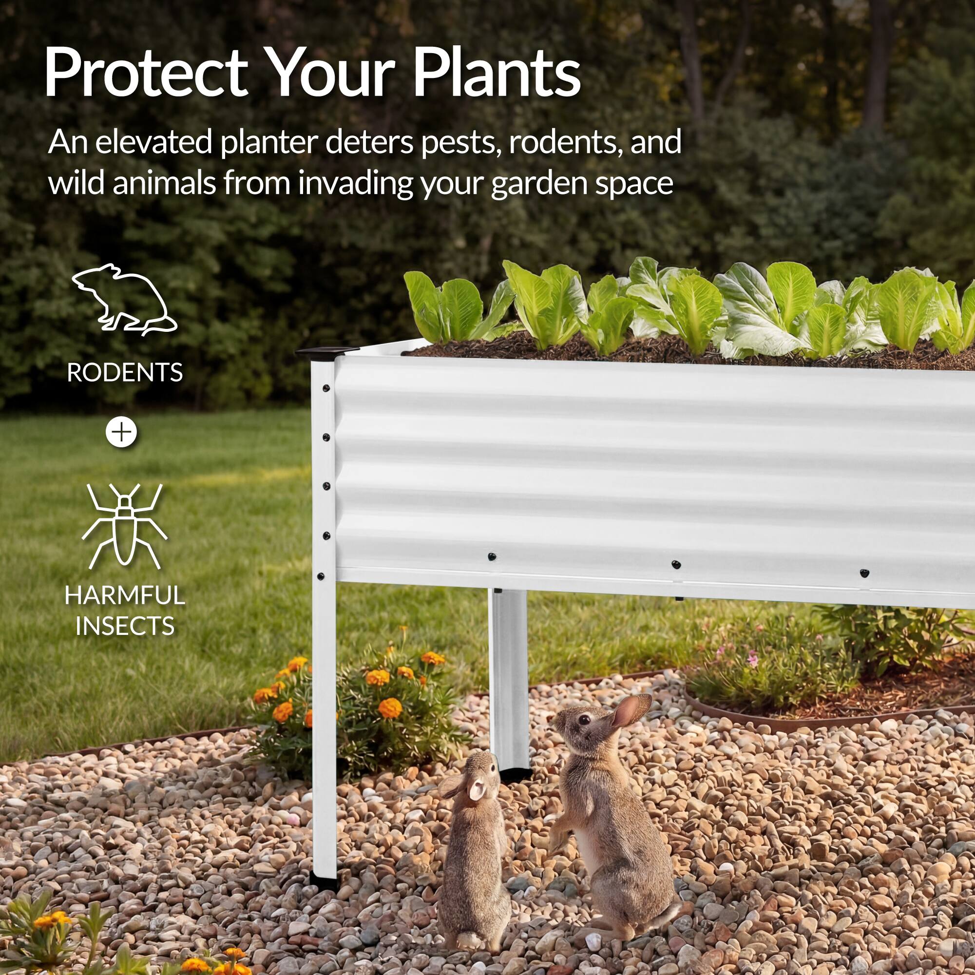 Protect Your Plants

An elevated planter deters pests, rodents, and wild animals from invading your garden space

RODENTS + HARMFUL INSECTS