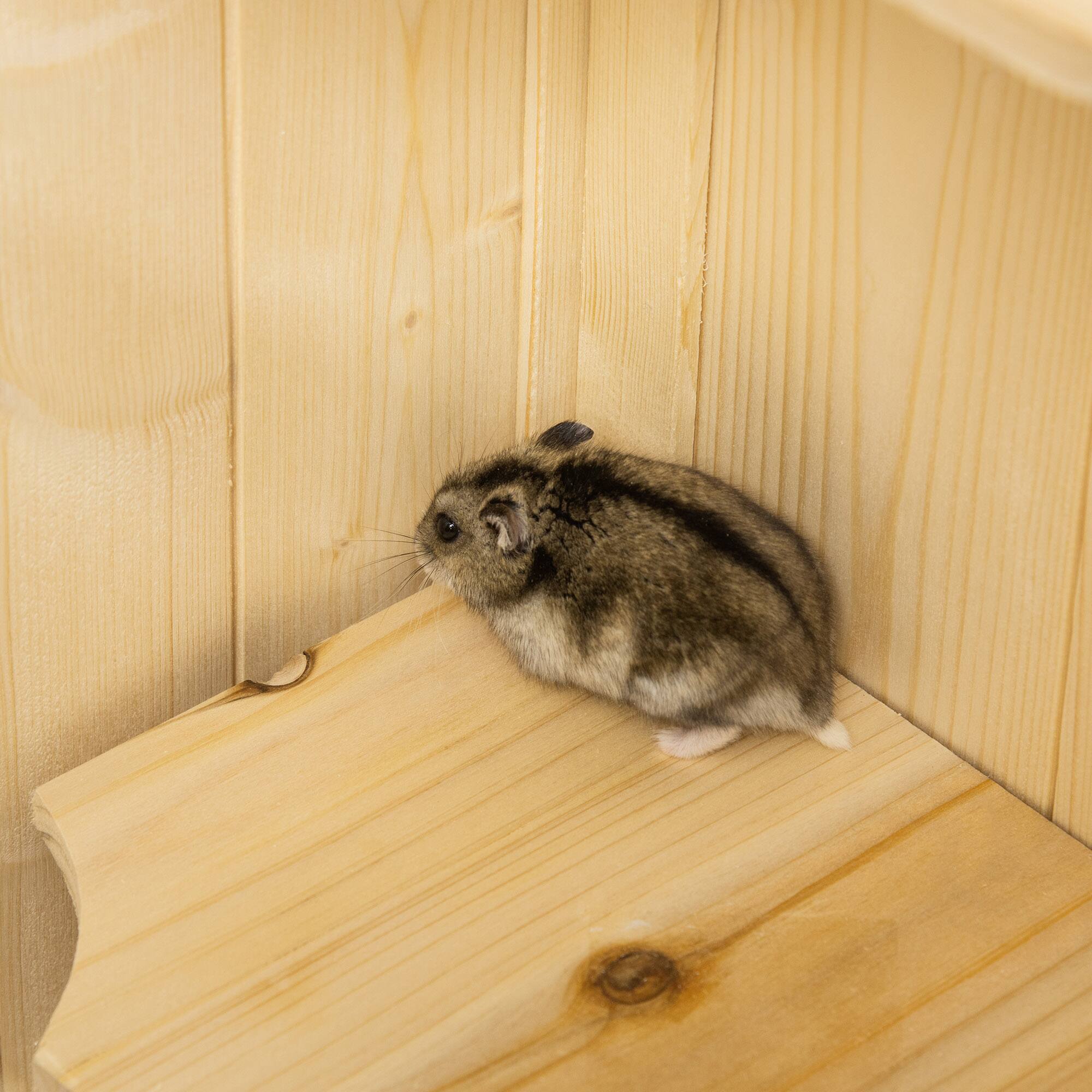 Alt View 8. Pawhut - 5-Tier Wooden Hamster Cage Mice Habitat Rat Habitat with Openable Top, Front Door and Storage Shelf.