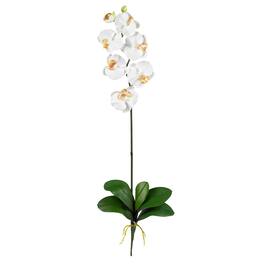 BreeBe - Phalaenopsis Stem (Set of 12) - Cream