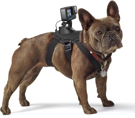 Gopro hero 7 dog mount hot sale