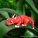 Flexi Baby dragon @3Ddesignshop
