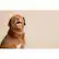 Alt View 18. LINK AKC - Smart Dog Classic Leather Collar (Medium).