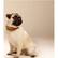 Alt View 15. Link AKC - Smart Dog Classic Leather Collar (Small).