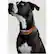 Alt View 15. Link AKC - Smart Dog Classic Leather Collar (Large).
