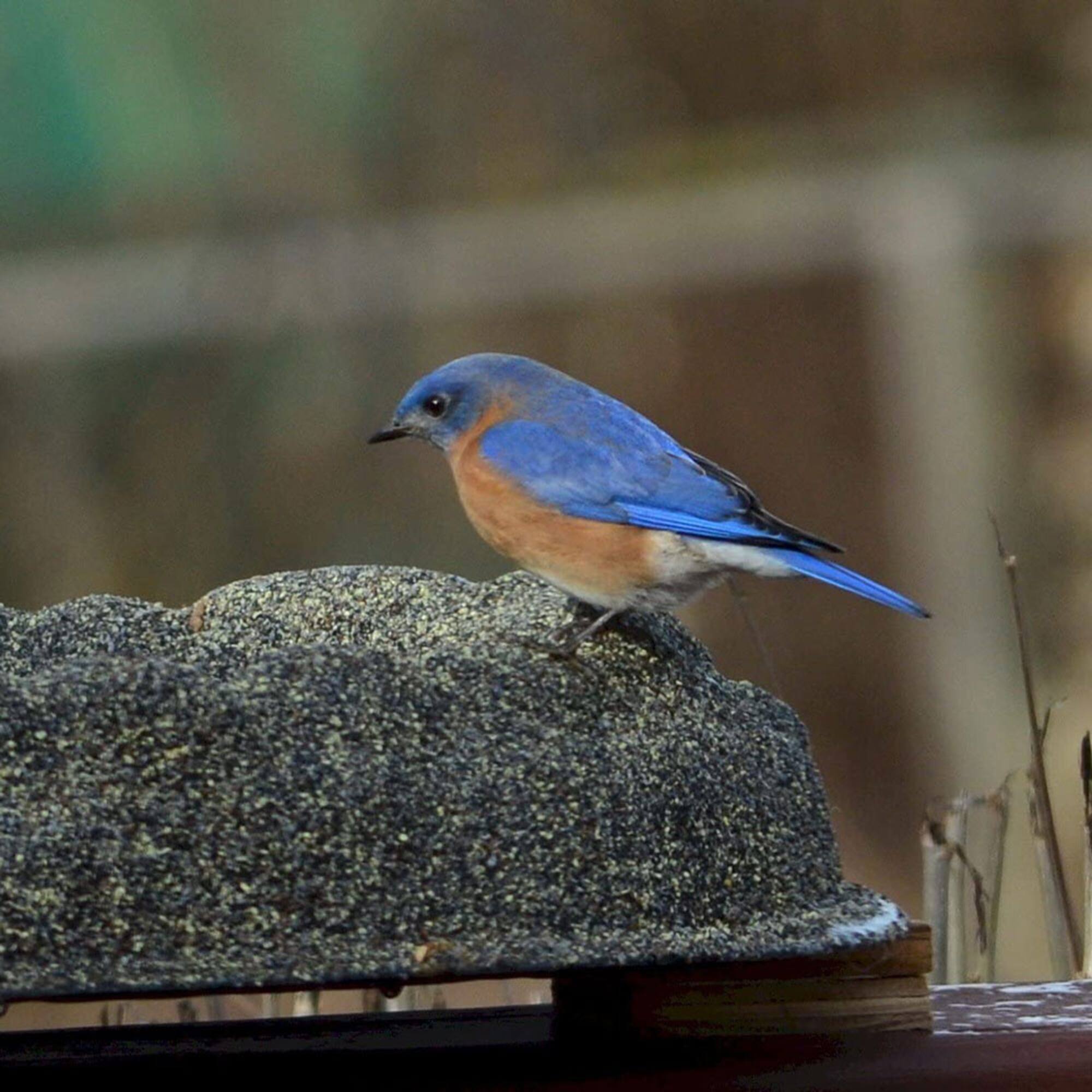Alt View 4. Farm Innovators - Farm Innovators FS-1 Four Seasons Outdoor Sand Coated Heated Birdbath, 70 Watt - Grey.
