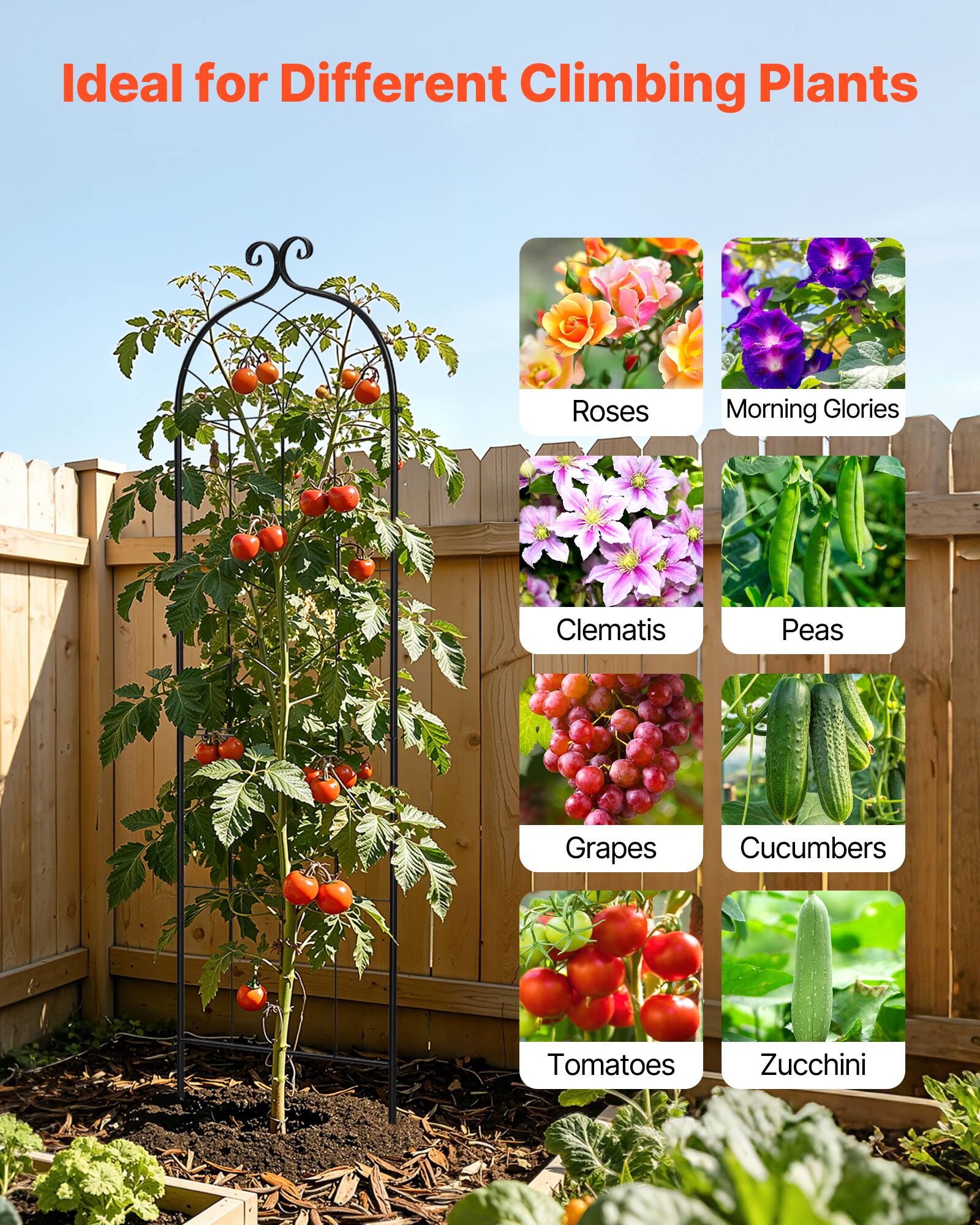 Ideal for Different Climbing Plants

- Roses
- Morning Glories
- Clematis
- Peas
- Grapes
- Cucumbers
- Tomatoes
- Zucchini