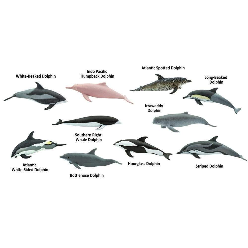 White-Beaked Dolphin  
Indo-Pacific Humpback Dolphin  
Atlantic Spotted Dolphin  
Long-Beaked Dolphin  
Irrawaddy Dolphin  
Southern Right Whale Dolphin  
Atlantic White-Sided Dolphin  
Bottlenose Dolphin  
Hourglass Dolphin  
Striped Dolphin