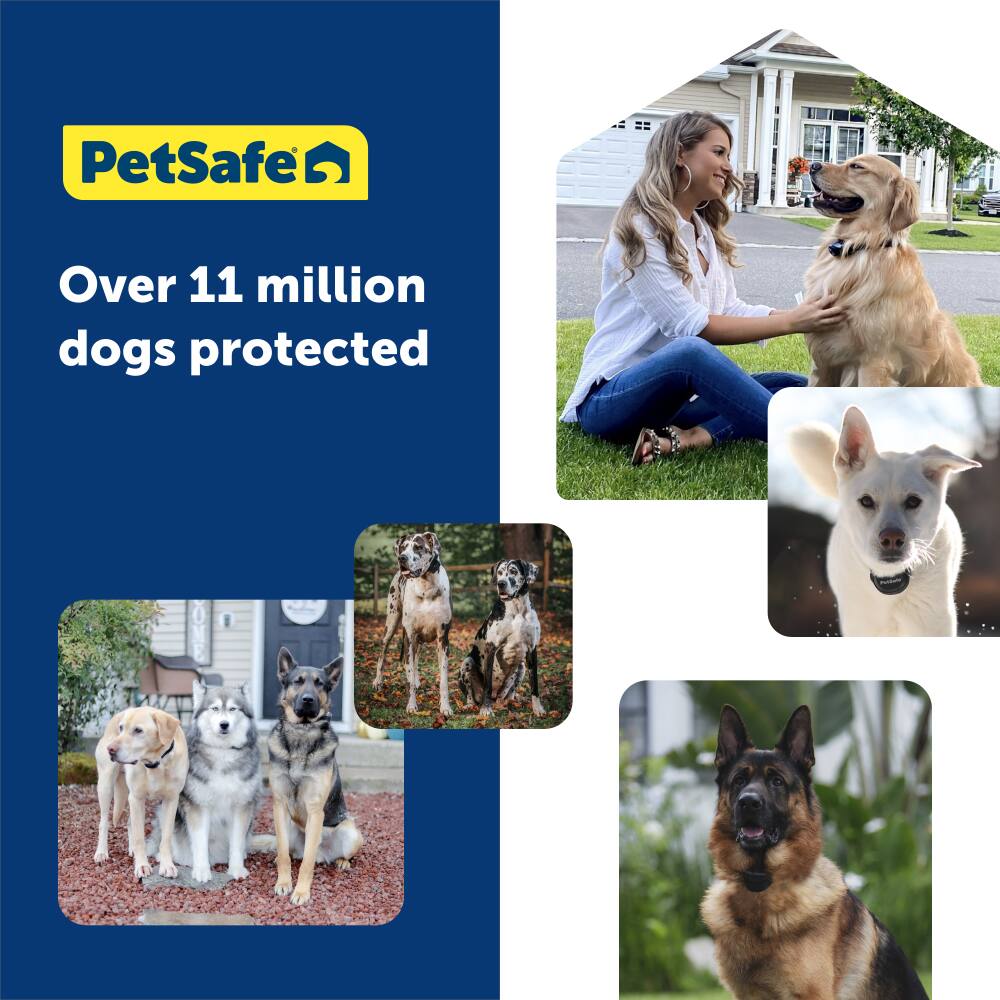 PetSafen has protected over 11 million dogs.
