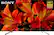 Front. Sony - 75" Class - LED - X850F Series - 2160p - Smart - 4K UHD TV with HDR.
