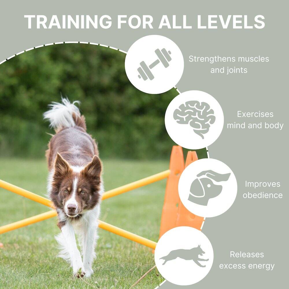 TRAINING FOR ALL LEVELS  
- Strengthens muscles and joints  
- Exercises mind and body  
- Improves obedience  
- Releases excess energy