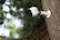 Alt View 14. Arlo - Refurbished Pro Indoor/Outdoor 720p Wi-Fi Wire-Free Security Camera - White.