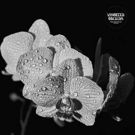 Assorted Orchids - Assorted Orchids - VINYL LP