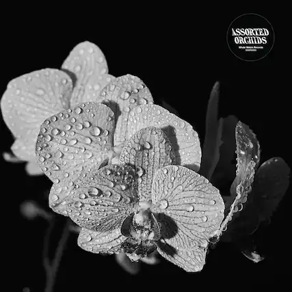 ASSORTED ORCHIDS
Whale Watch Records
WFS005