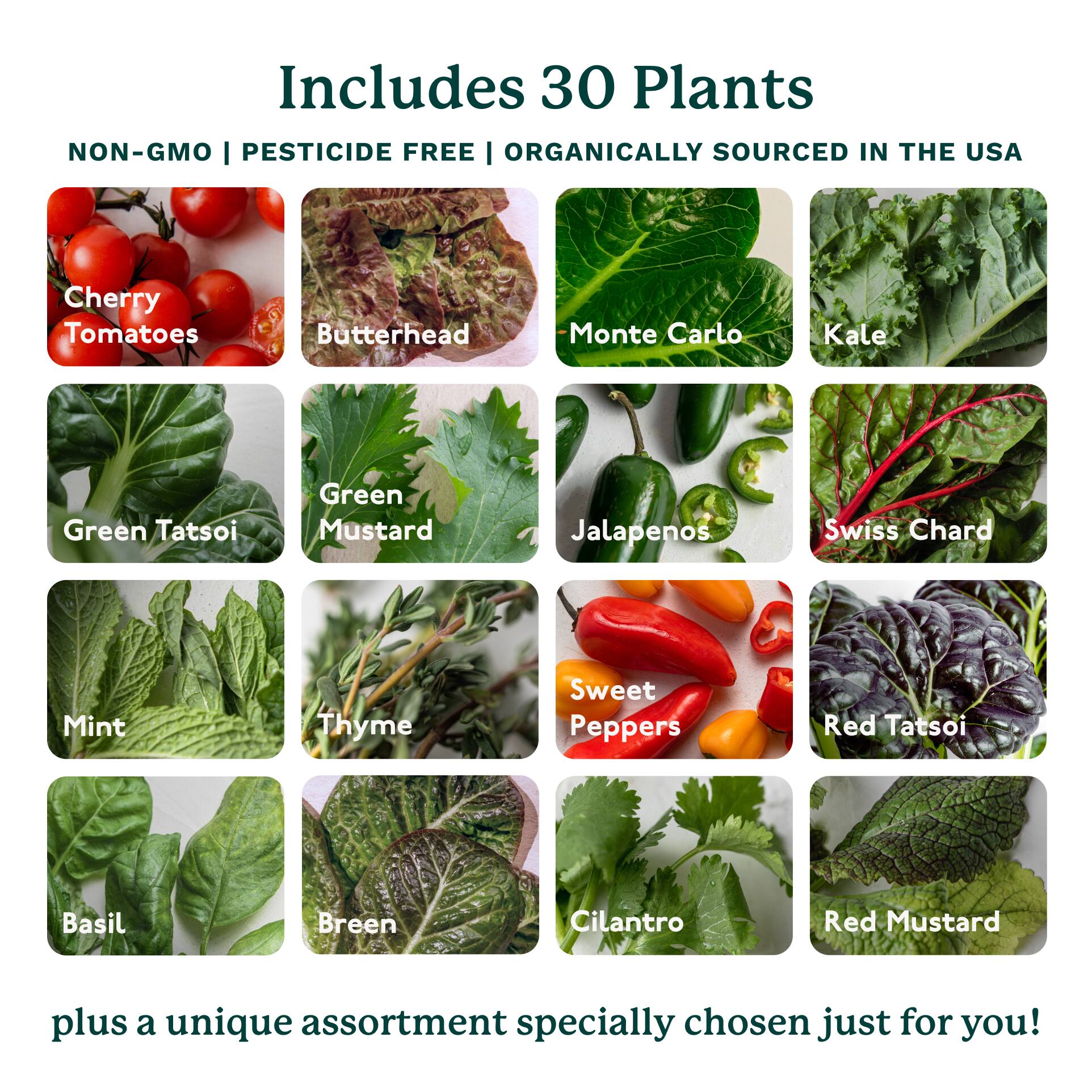 Includes 30 Plants  
NON-GMO | PESTICIDE FREE | ORGANICALLY SOURCED IN THE USA  

- Cherry Tomatoes  
- Butterhead  
- Monte Carlo  
- Kale  
- Green Tatsoi  
- Green Mustard  
- Jalapeños  
- Swiss Chard  
- Mint  
- Thyme  
- Sweet Peppers  
- Red Tatsoi  
- Basil  
- Breen  
- Cilantro  
- Red Mustard  

plus a unique assortment specially chosen just for you!