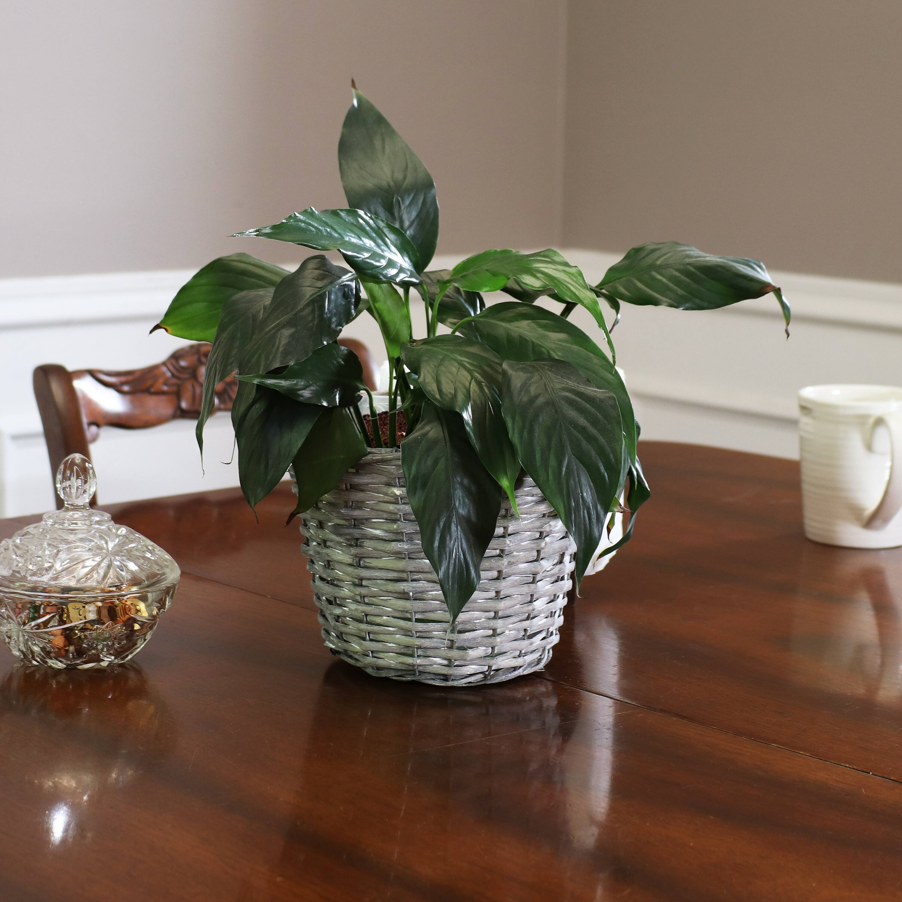 Alt View 4. Sunnydaze - 8 in Rattan Wicker Basket Planters with Handles/Lining - Set of 5 - Grey.