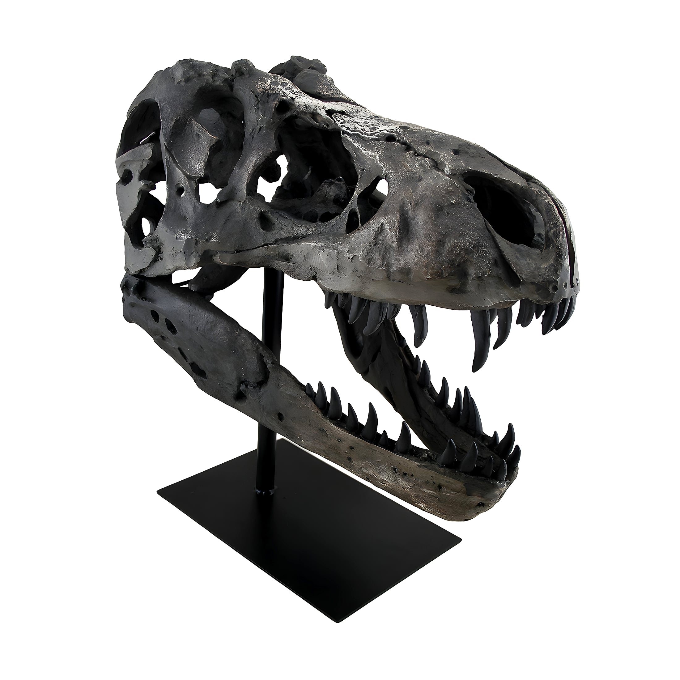 Zeckos - Finished Tyrannosaurus Rex Fossil Skull Statue On Museum Mount T-Rex - Gray