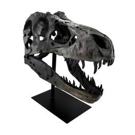 Zeckos - Finished Tyrannosaurus Rex Fossil Skull Statue On Museum Mount T-Rex - Gray