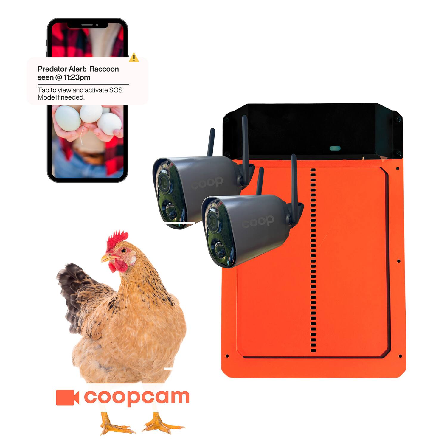 Predator Alert: Raccoon seen @ 11:23pm  
Tap to view and activate SOS Mode if needed.  

coopcam